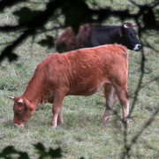 Fermes En Fête - La Ferme Des Hautins