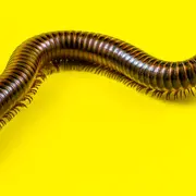 Festi'Val D'Olt 2026 - Invertébrés