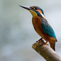 FESTIVAL de cinéma Nature Climat et Environnement