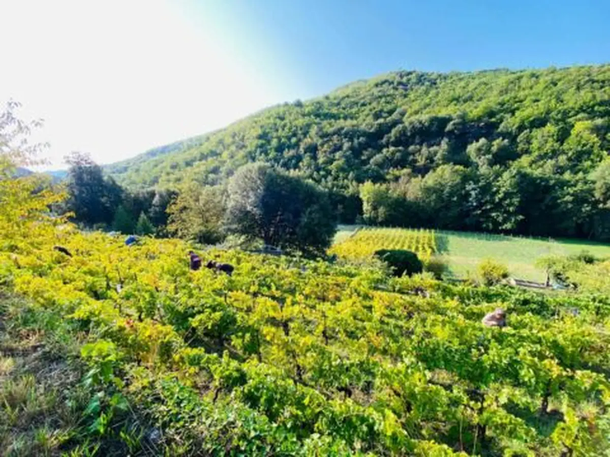 Festival De La Randonnée : Patrimoine Et Renouveau De La Viticulture En Vallée Française