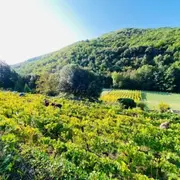 Festival De La Randonnée : Patrimoine Et Renouveau De La Viticulture En Vallée Française