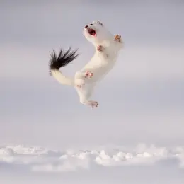 Festival de photo animalière à Montier en Der 2026