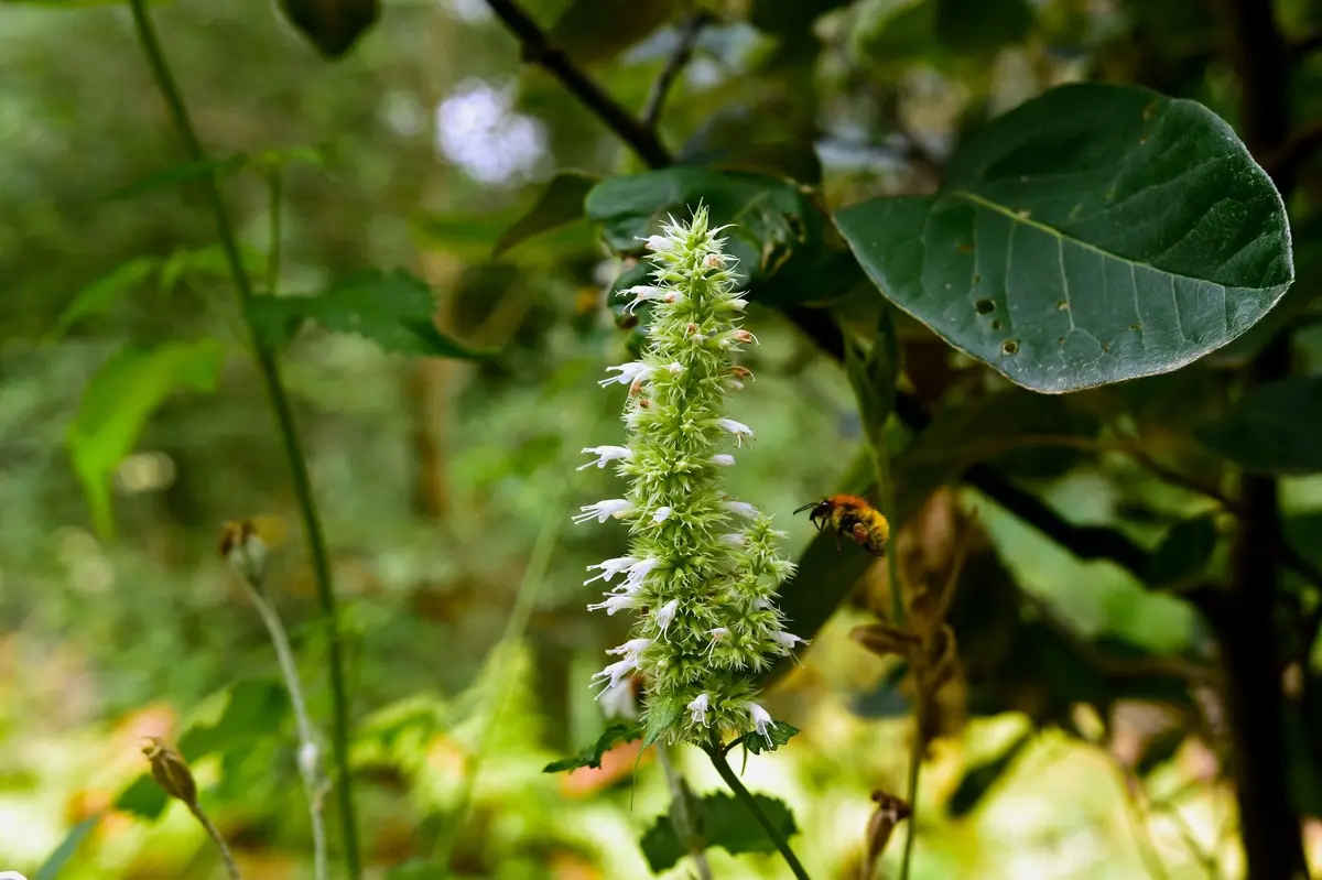 La beauté du Festival des Jardins de Chaumont-sur-Loire