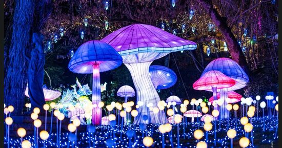 [Coup de ❤️ JDS] Festival des Lanternes