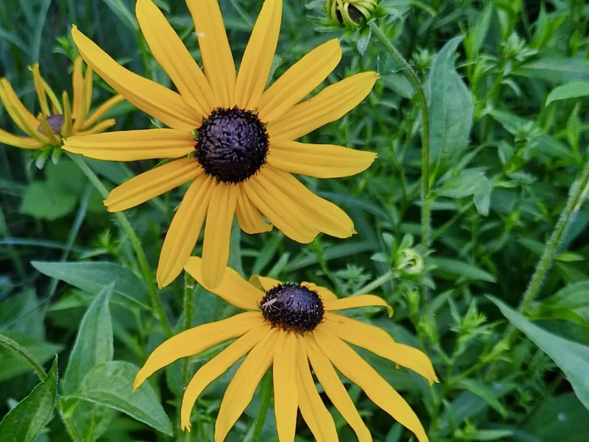 Festival Des Plantes En Montagne Noire - 6ème édition