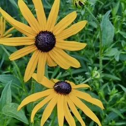 Festival Des Plantes En Montagne Noire - 6ème édition
