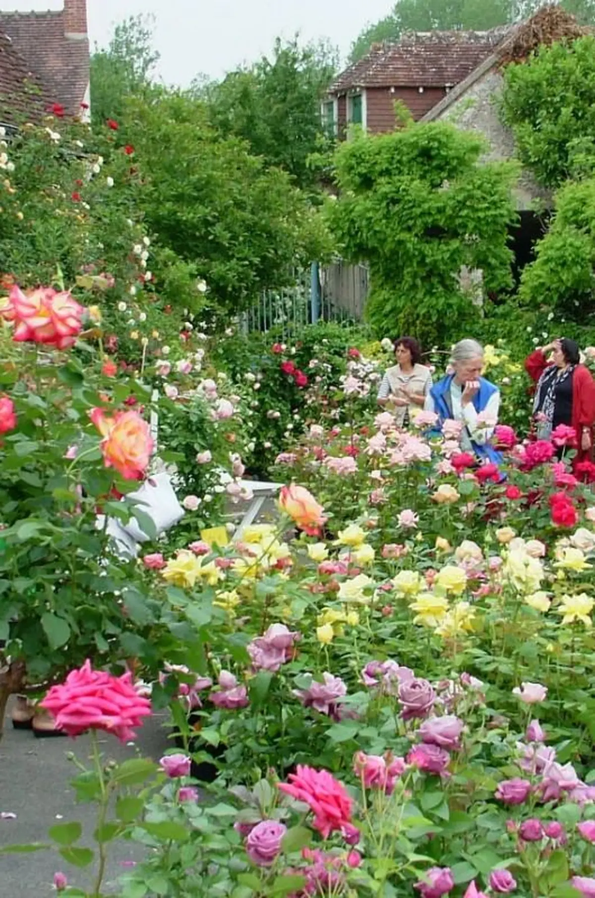 Festival des Roses 2027