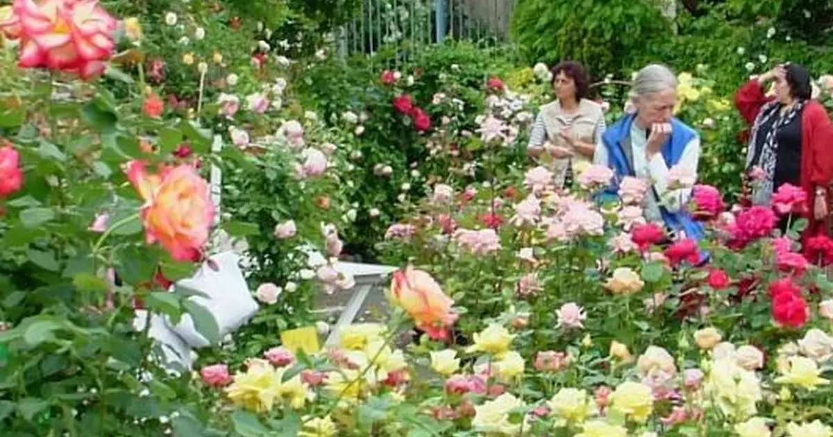 Festival des Roses 2027