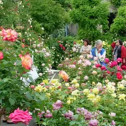 Festival des Roses 2027