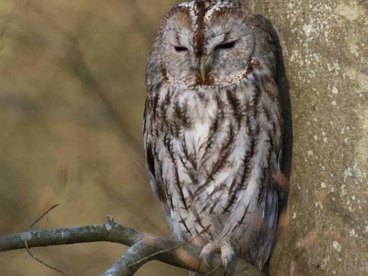 Festival du Patrimoine Naturel - Chouettes et hiboux