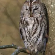 Festival du Patrimoine Naturel - Chouettes et hiboux