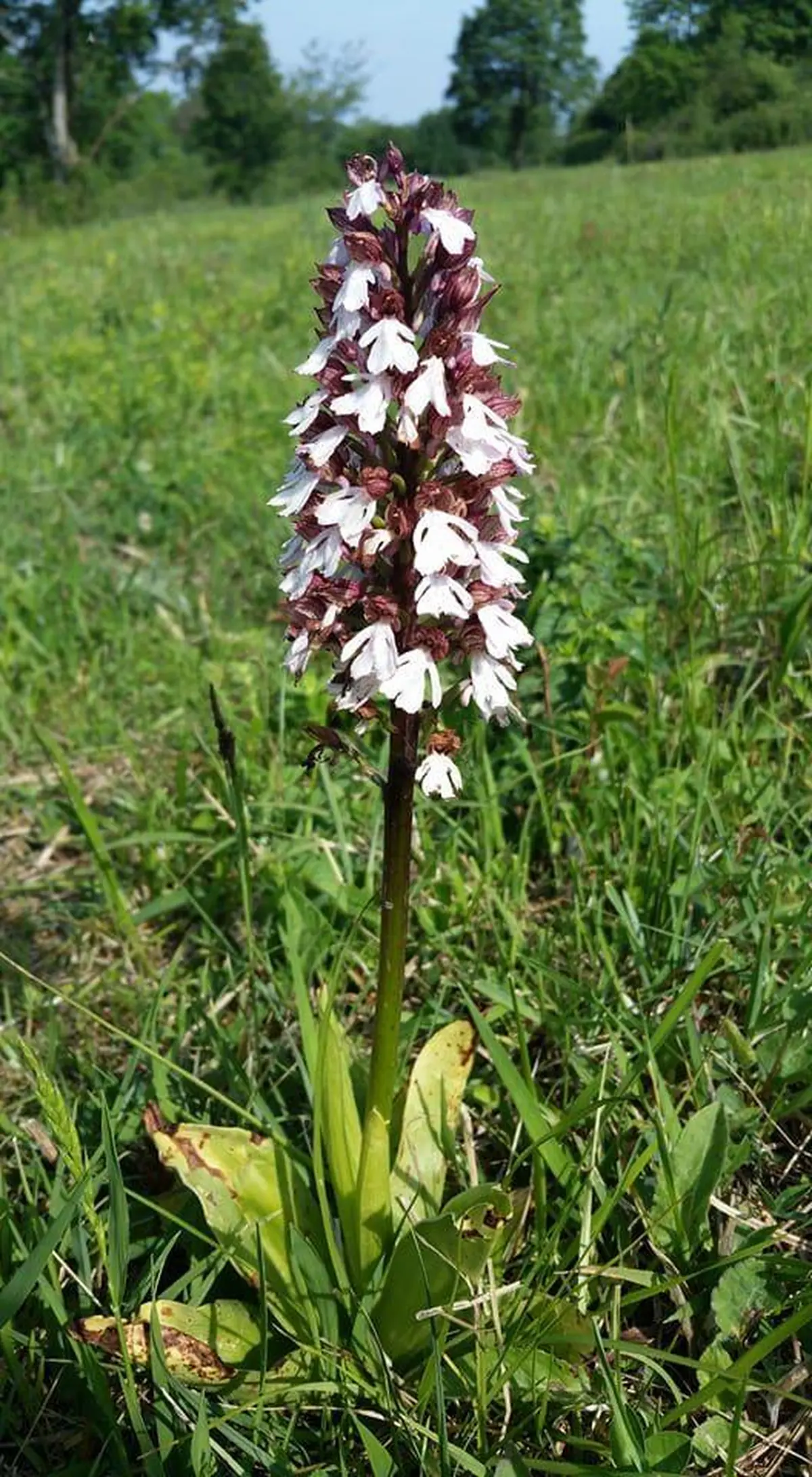 Festival du Patrimoine Naturel - Un balcon calcaire sur la vallée de la Sarre