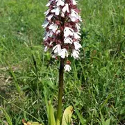 Festival du Patrimoine Naturel - Un balcon calcaire sur la vallée de la Sarre