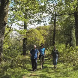 Festival Forêt d'Ici
