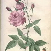 Festival Le Livre Et La Correspondance :  Histoire De La Rose