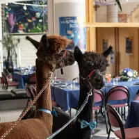 Les alpagas ne sont pas tous bleus... &copy; Les Alpagas Bleus