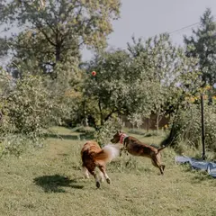 Festiwoof - Journée Canine