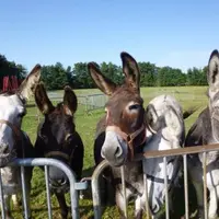 Coucou les ânes !  &copy; Ronde des fêtes