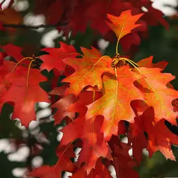 Fête d'Automne
