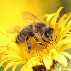 Fête De L'Abeille