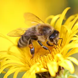 Fête De L'Abeille
