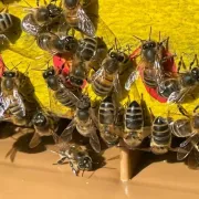 Fête de l\'abeille à Saint André de Cubzac