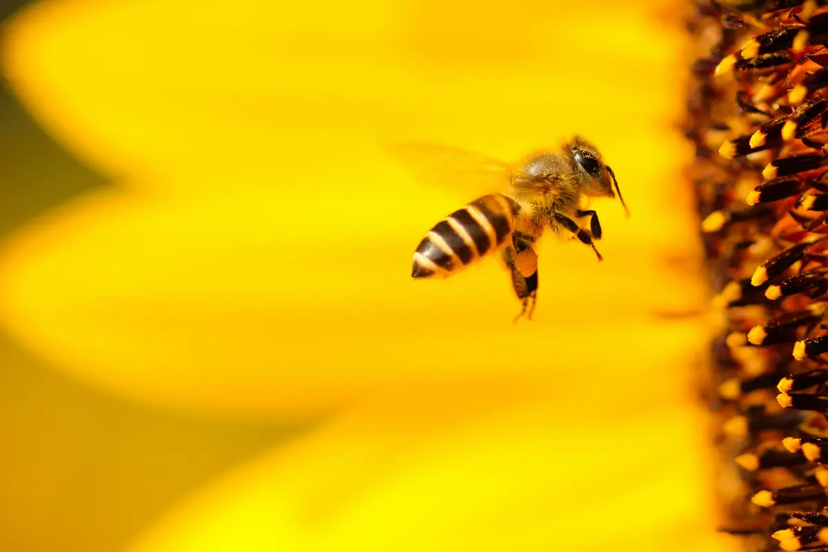 Fête de l'abeille Apifolies