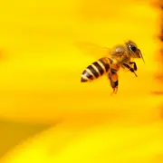Fête de l'abeille Apifolies