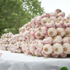 Fête de l’Ail Rose à Lautrec 2026