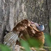 Fête de l'Âne et de l'automne