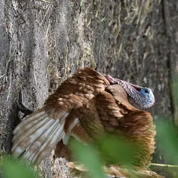 Fête de l'Âne et de l'automne