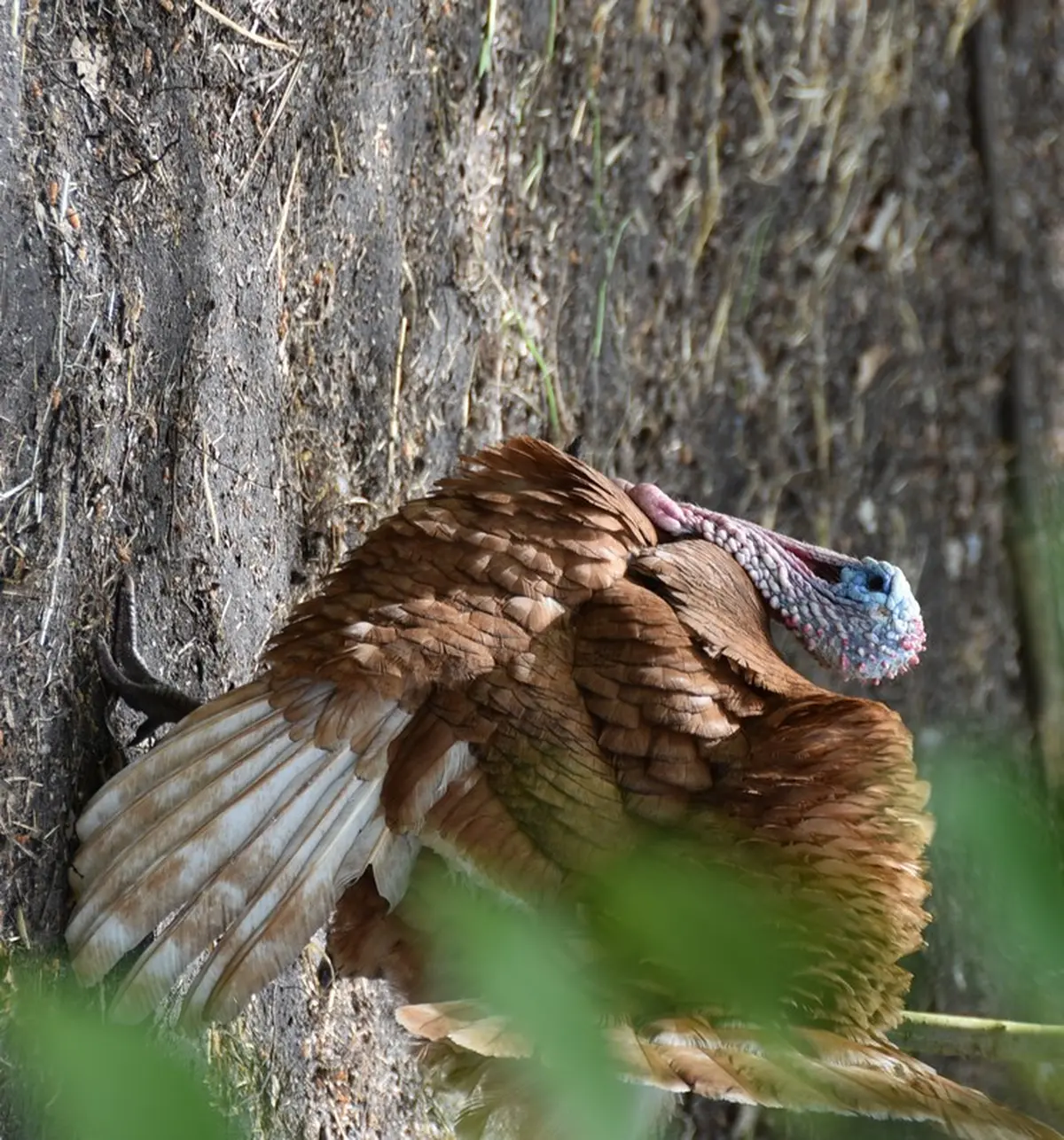 Fête de l'Âne et de l'été
