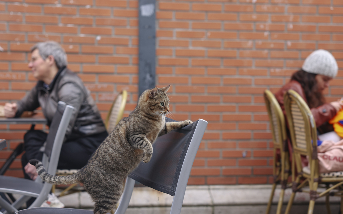 Fête de l'animal en ville : chat se fête dans le 18e !