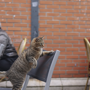 Fête de l'animal en ville : chat se fête dans le 18e !