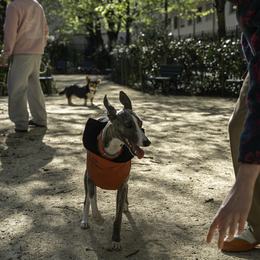 Fête de l'animal en ville dans le 14e