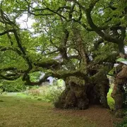 Fête de L'arbre à Cardaillac