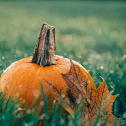 Fête De L'Automne