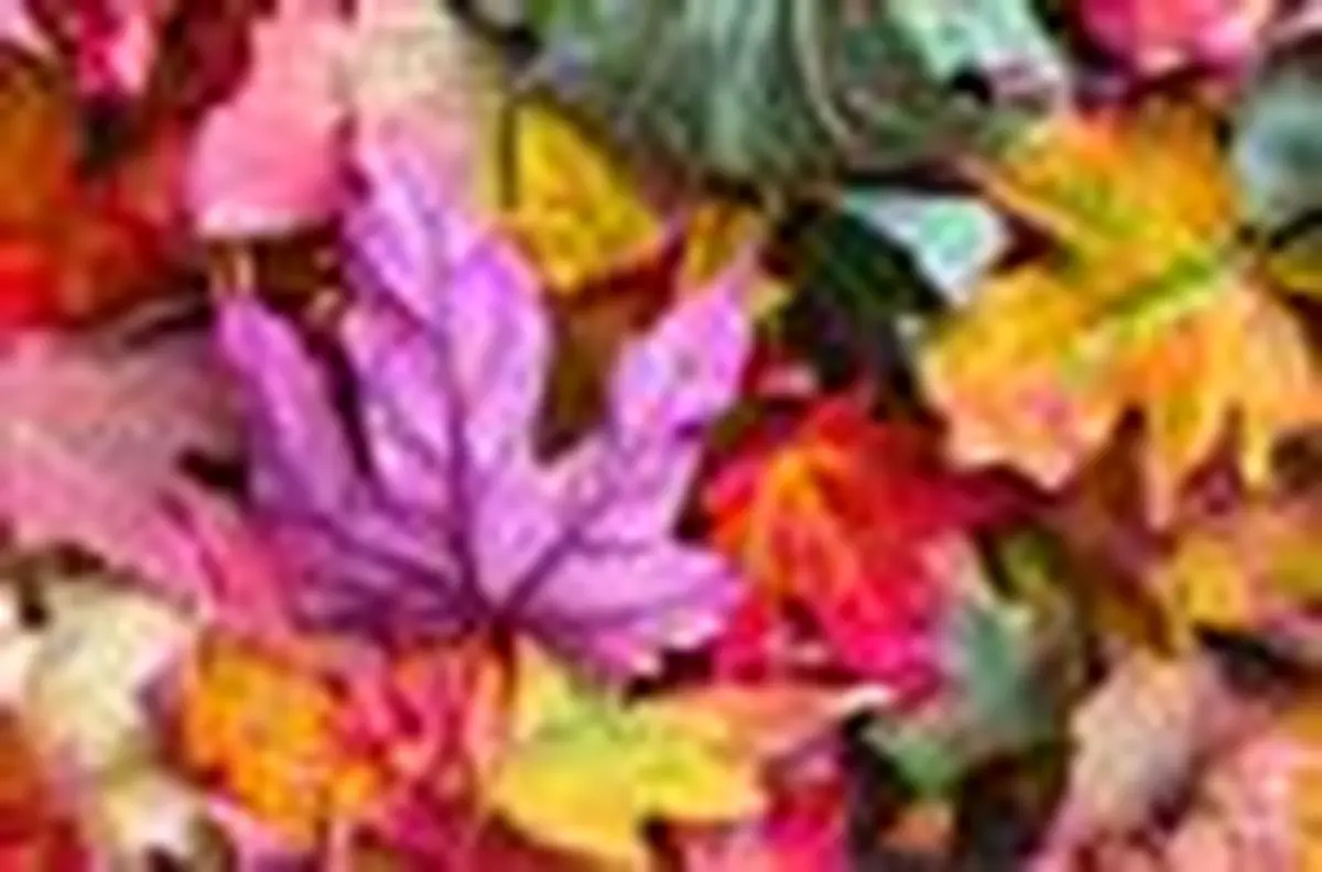 Fête de l'automne