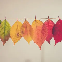 Fête de l'Automne - La Forêt de Demain