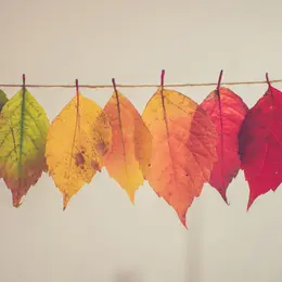Fête de l'Automne - La Forêt de Demain