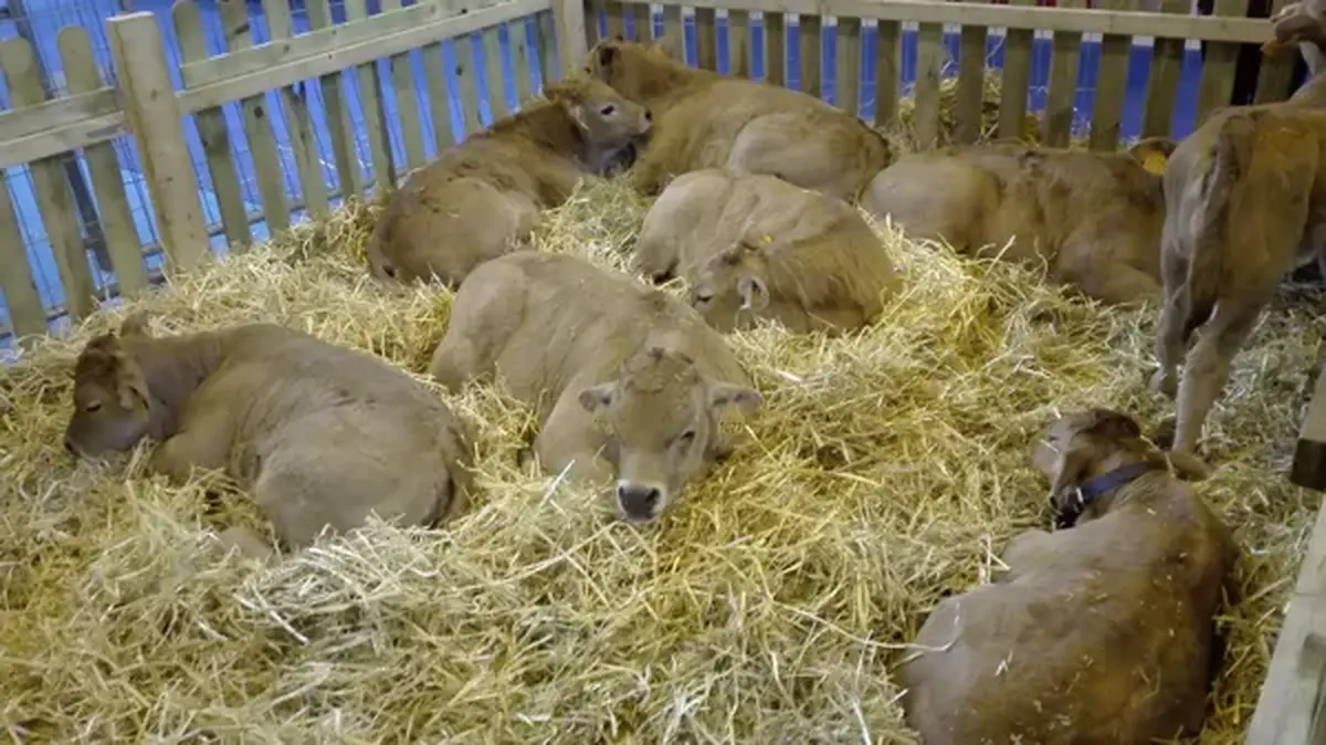 Fête de l'élevage à Mur-de-Barrez