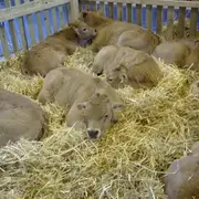 Fête de l'élevage à Mur-de-Barrez