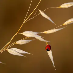 Fête de l'été à Lu Chamçac