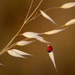Fête de l'été à Lu Chamçac