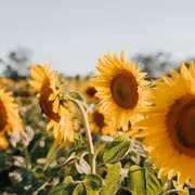Fête de l'été à Saint Laurent sur Gorre