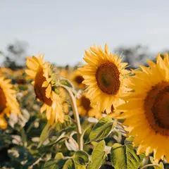 Fête de l'été à Saint Laurent sur Gorre