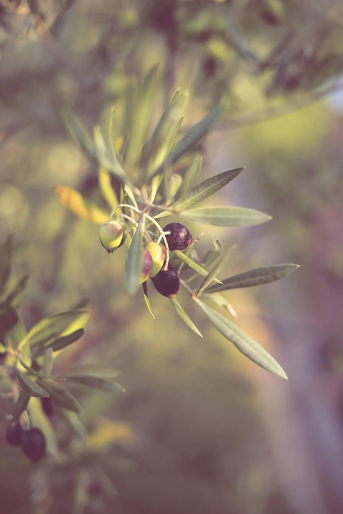Fête de l'Olivier et de l'huile d'olive