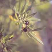 Fête de l'Olivier et de l'huile d'olive