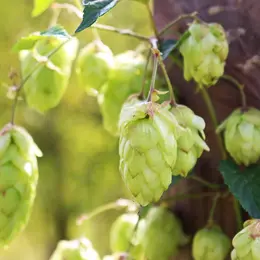 Fête de la bière