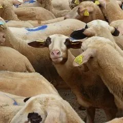 Fête de la brebis